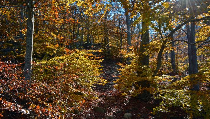 forests, Autumn, Trees, Foliage, Nature Wallpapers HD \/ Desktop and 