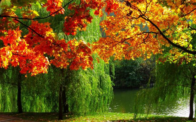 forest, Nature, Autumn, Leaves, River, Ultra, High, Definition 
