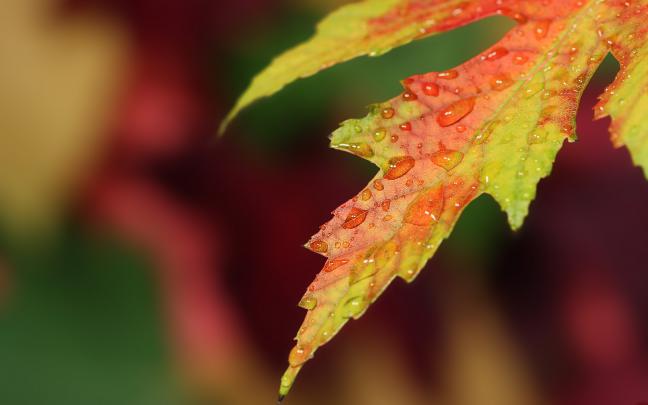 Desktop Fall Wallpapers High Quality