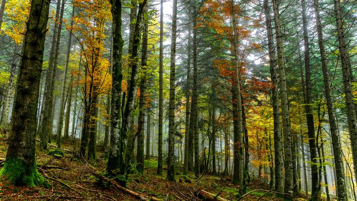 High Resolution Nature Photo with Picture of Autumn Forest - HD 
