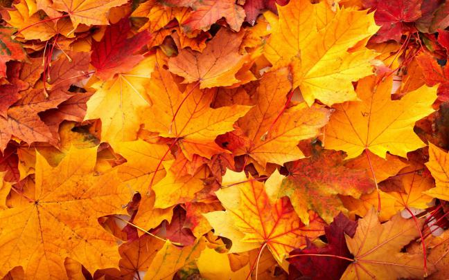Desktop Wallpaper Autumn Leaves (65+ images)