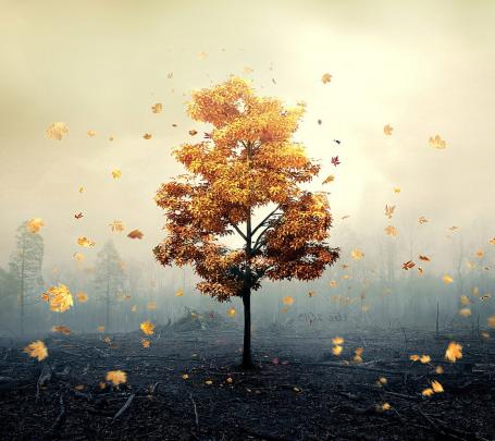 fall, Nature Wallpapers HD \/ Desktop and Mobile Backgrounds