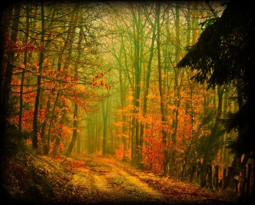High quality desktop wallpaper of nature, photo of autumn, road 