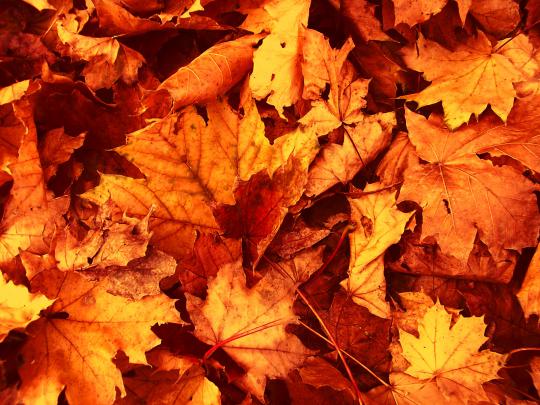 Autumn Leaves Wallpapers High Quality | Download Free