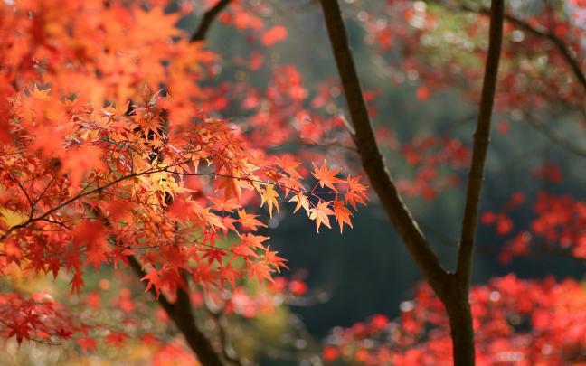 japan, Autumn, Leaves Wallpapers HD \/ Desktop and Mobile Backgrounds