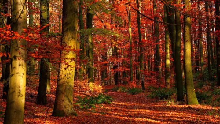 Autumn wallpaper Widescreen \u00b7\u2460 Download free amazing High Resolution 