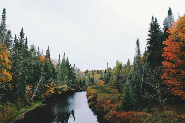 Forest River Scene Wallpaper : High Definition, High Resolution HD 