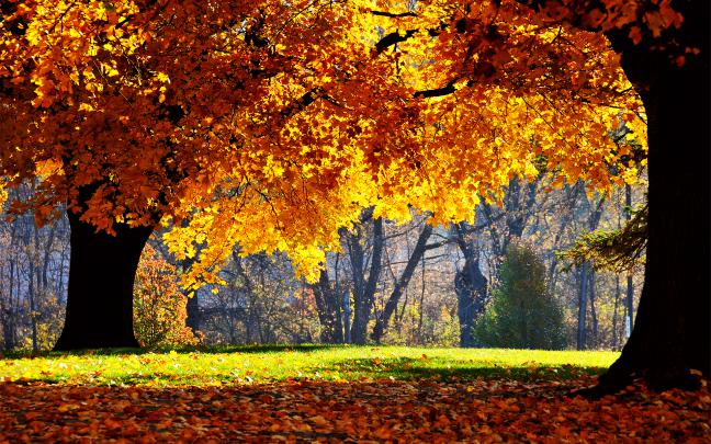 Autumn Backgrounds - Wallpaper, High Definition, High Quality, Widescreen