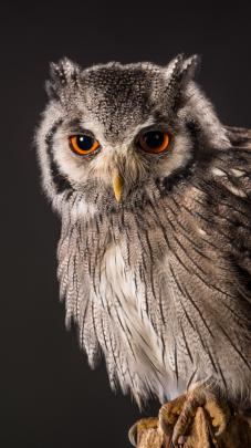 Owl iPhone Wallpaper (80+ images)