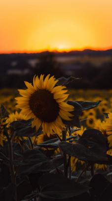 Yellow Sunflower Sunset iPhone Wallpaper