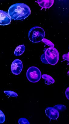Jellyfish, Water, Glow, iphone Wallpaper