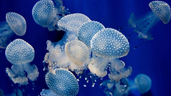 Jellyfish Wallpapers