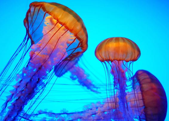 Jellyfish Wallpaper Download Free