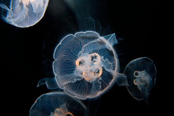 Jellyfish Wallpapers Images Photos Pictures Backgrounds