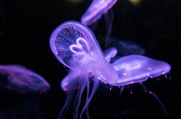 animals, Nature, Jellyfish Wallpapers HD \/ Desktop and Mobile Backgrounds