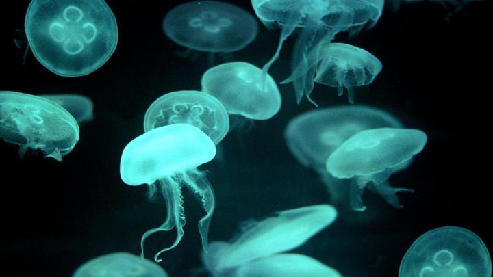 Glowing Jellyfish Wallpapers (67+ images)