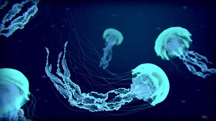Jellyfish wallpapers 1920x1080 Full HD (1080p) desktop backgrounds