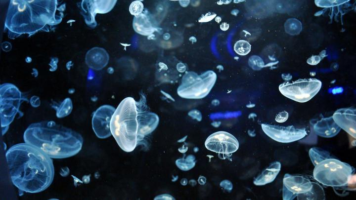 Glowing Jellyfish Wallpapers