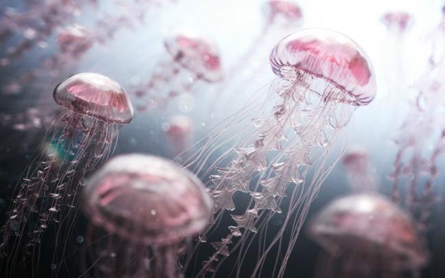 jellyfish, Digital Art Wallpapers HD \/ Desktop and Mobile Backgrounds