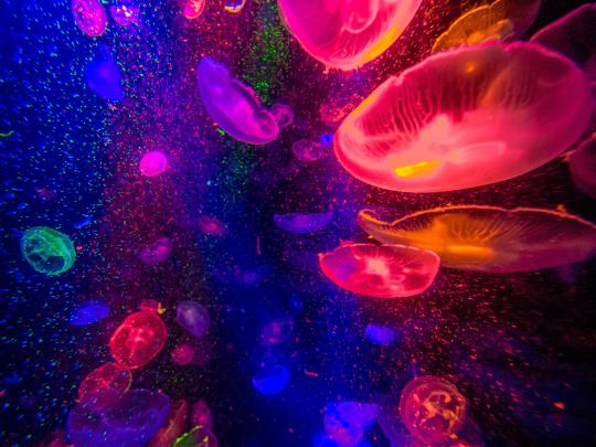Glowing Jellyfish Wallpapers