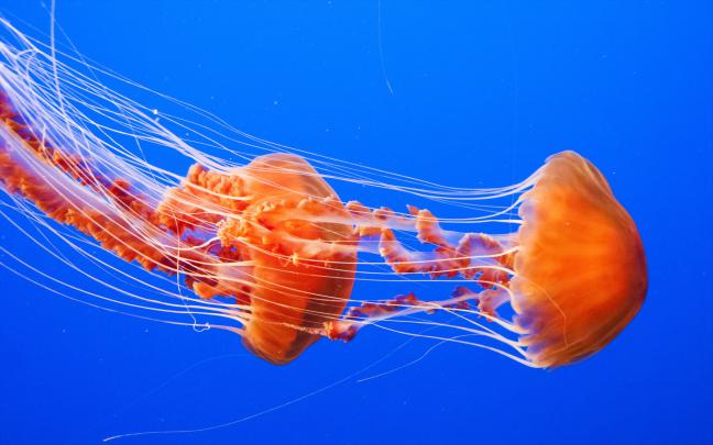 Jellyfish Wallpapers