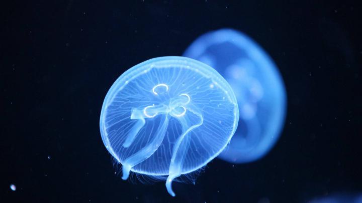 Jellyfish Wallpaper Download Free