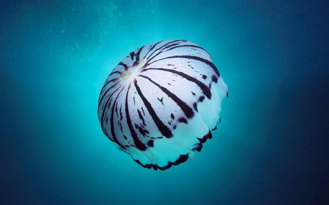box jellyfish wallpaper - HD Desktop Wallpapers