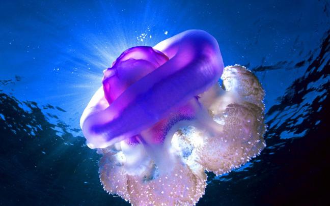 Jellyfish Desktop And Mobile Wallpaper Hd Widesreen3840x2400 