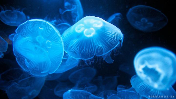Glowing Jellyfish Wallpapers (67+ images)