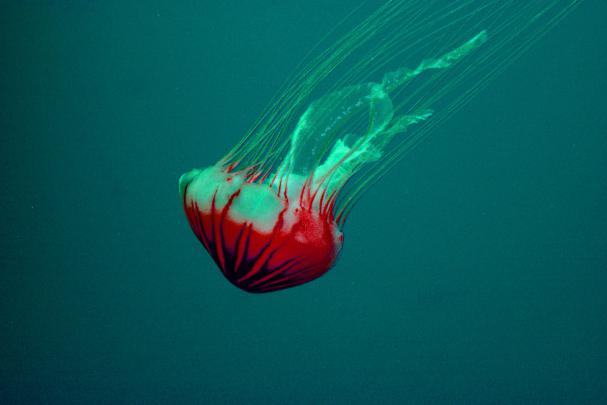 jellyfish wallpapers 4k for your phone and desktop screen