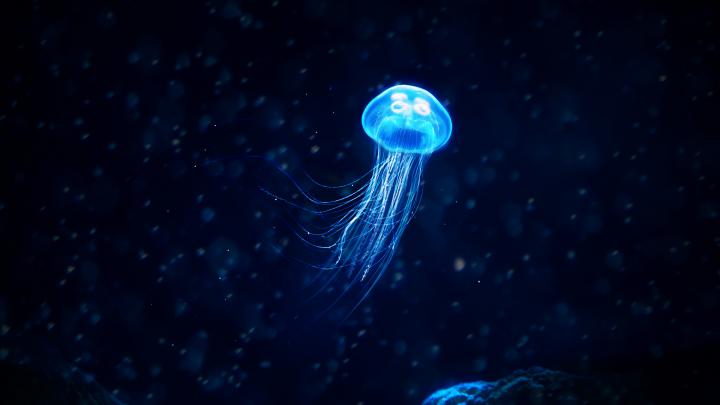 Glowing Jellyfish 4K Wallpapers | Wallpapers HD