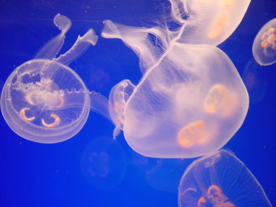Jellyfish Wallpaper Desktop -