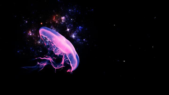 Jellyfish Wallpapers