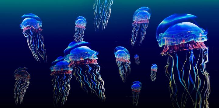 Jellyfish phone, desktop wallpapers, pictures, photos, bckground images