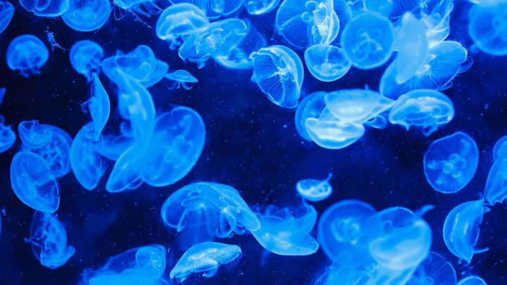 Free download Jellyfish Wallpaper HD [1920x1080] for your Desktop 