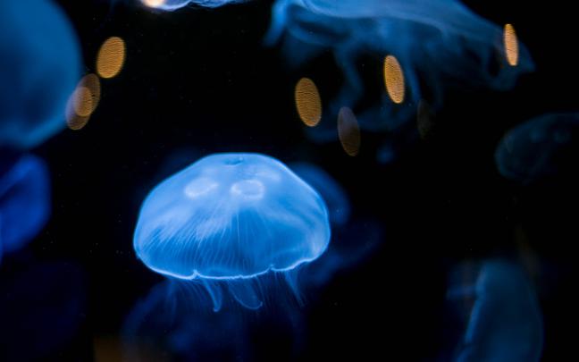 jellyfish, Underwater Wallpapers HD \/ Desktop and Mobile Backgrounds