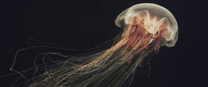 jellyfish Wallpapers HD \/ Desktop and Mobile Backgrounds
