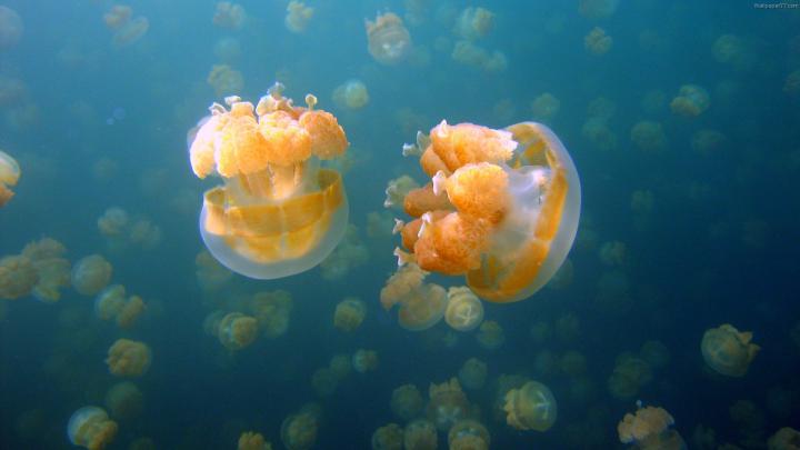 Jellyfish Wallpaper Download Free