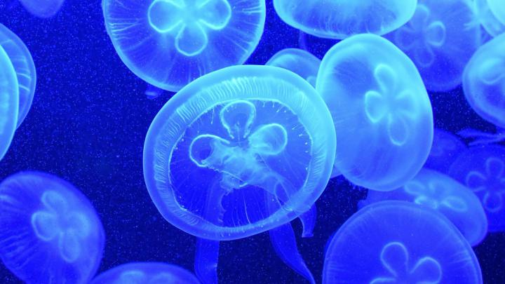 Jellyfish wallpapers 1920x1080 Full HD (1080p) desktop backgrounds