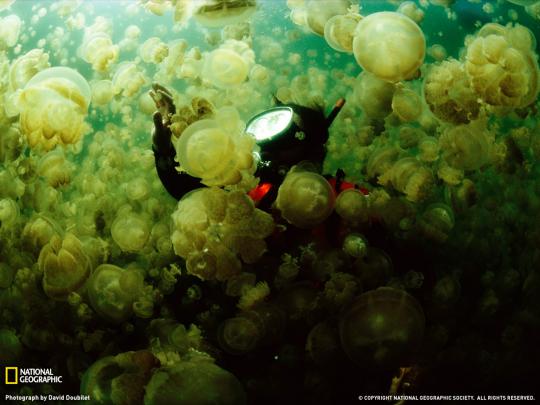 Jellyfish HD Desktop Wallpapers Stock Photos | Desktop Wallpapers