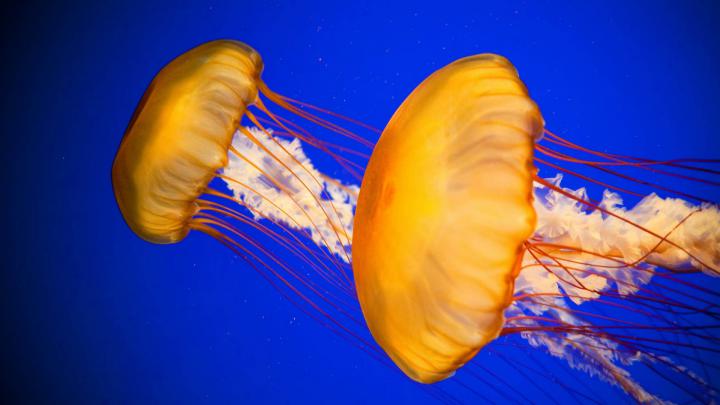 jellyfish, Underwater, Ocean, Sea, Bokeh, Jelly, 86 Wallpapers HD 