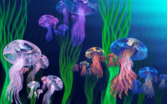 Jellyfish Wallpapers
