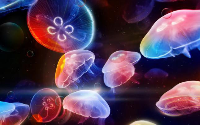 jellyfish pictures - HD Desktop Wallpapers
