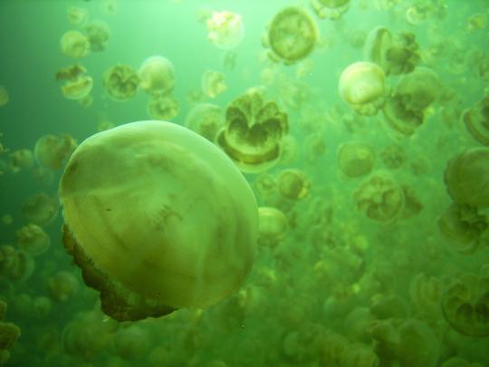 green, Nature, Jellyfish Wallpapers HD \/ Desktop and Mobile Backgrounds