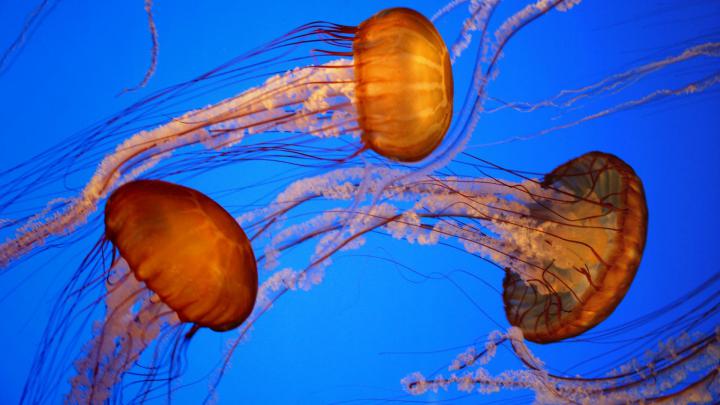 animals, Jellyfish Wallpapers HD \/ Desktop and Mobile Backgrounds