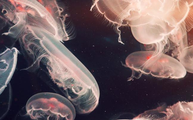 wallpaper for desktop, laptop | mz18-pacific-jellyfish-ocean-sea-animal 