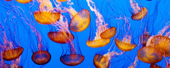 Central Wallpaper: Jellyfish HD Desktop Wallpapers Stock Photos