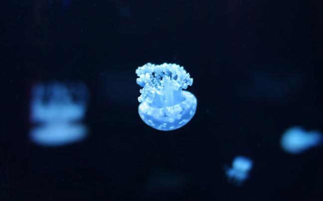 jellyfish picture - HD Desktop Wallpapers