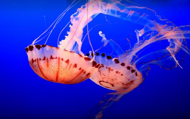 Pink Translucent Jellyfish Shaped Parachute Desktop Wallpaper Hd 