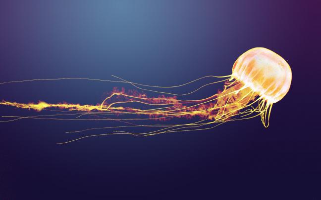 Jellyfish Wallpapers HD
